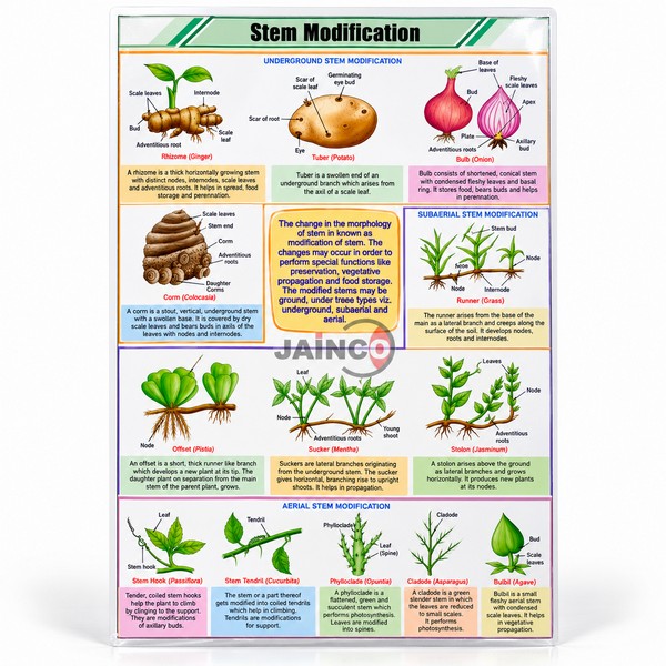 Stem Modification Chart